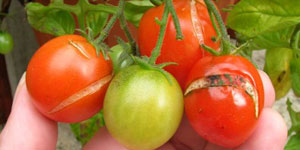 problems when growing tomatoes