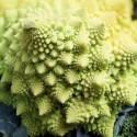 How To Grow Broccoli