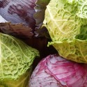 How To Grow Cabbage