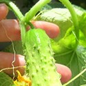 How To Grow Cucumbers