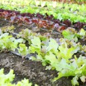 How To Grow Lettuce