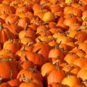 How To Grow Pumpkins