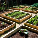 Vegetable Garden